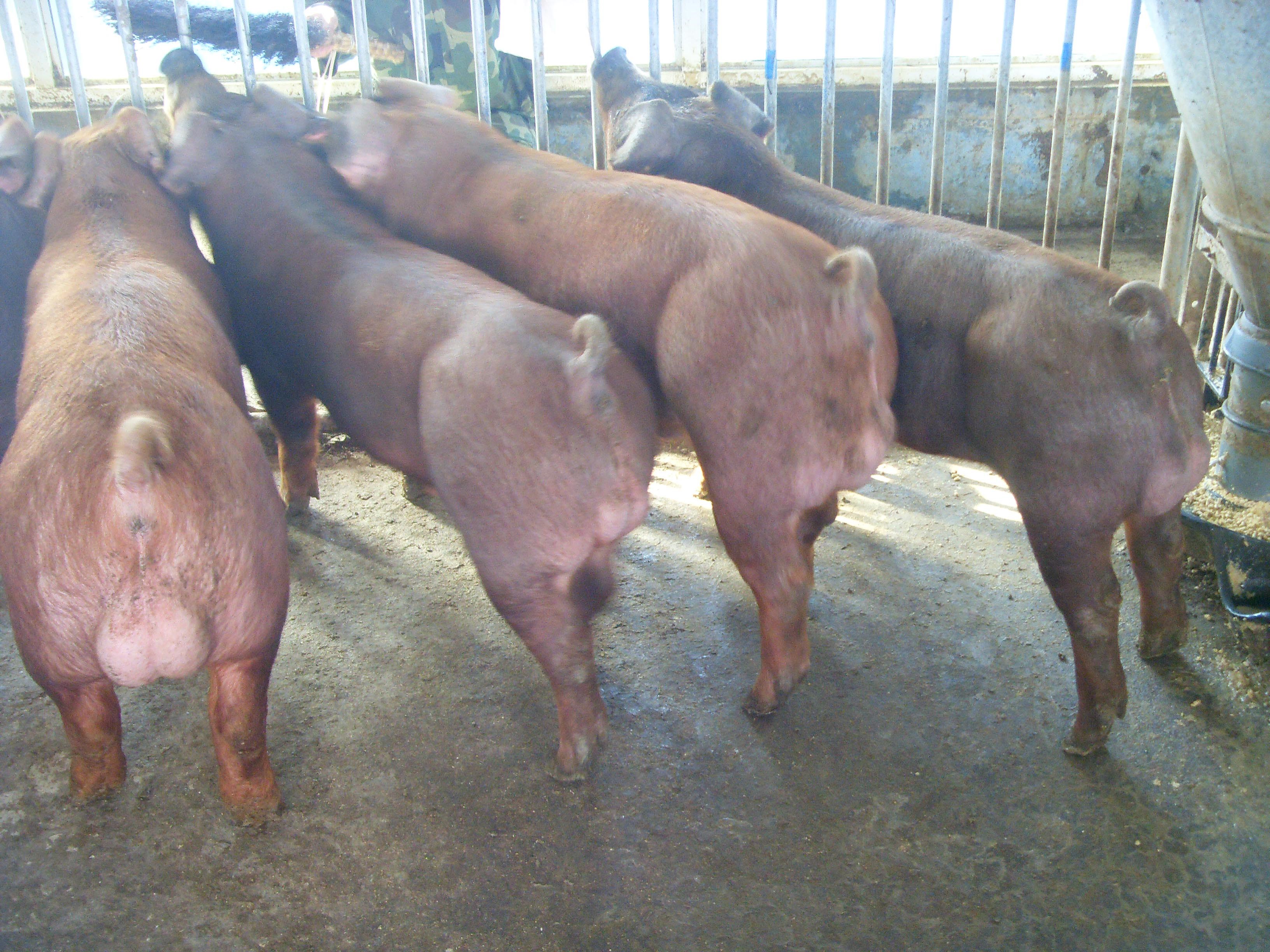 种猪- 山东益生种畜禽股份有限公司