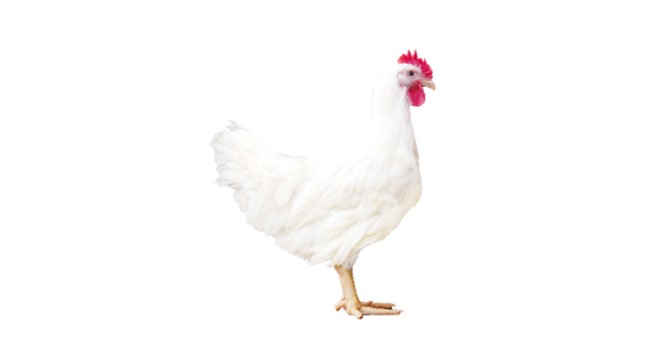 益生 909 商品代鸡苗