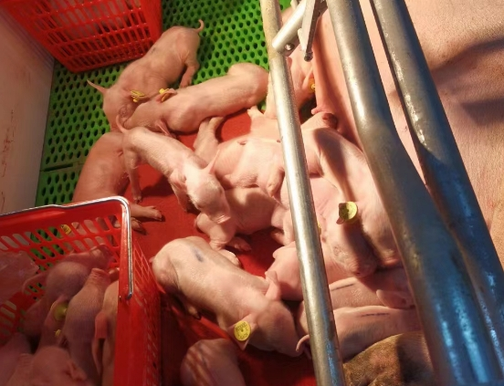 高繁殖力新丹系原种猪