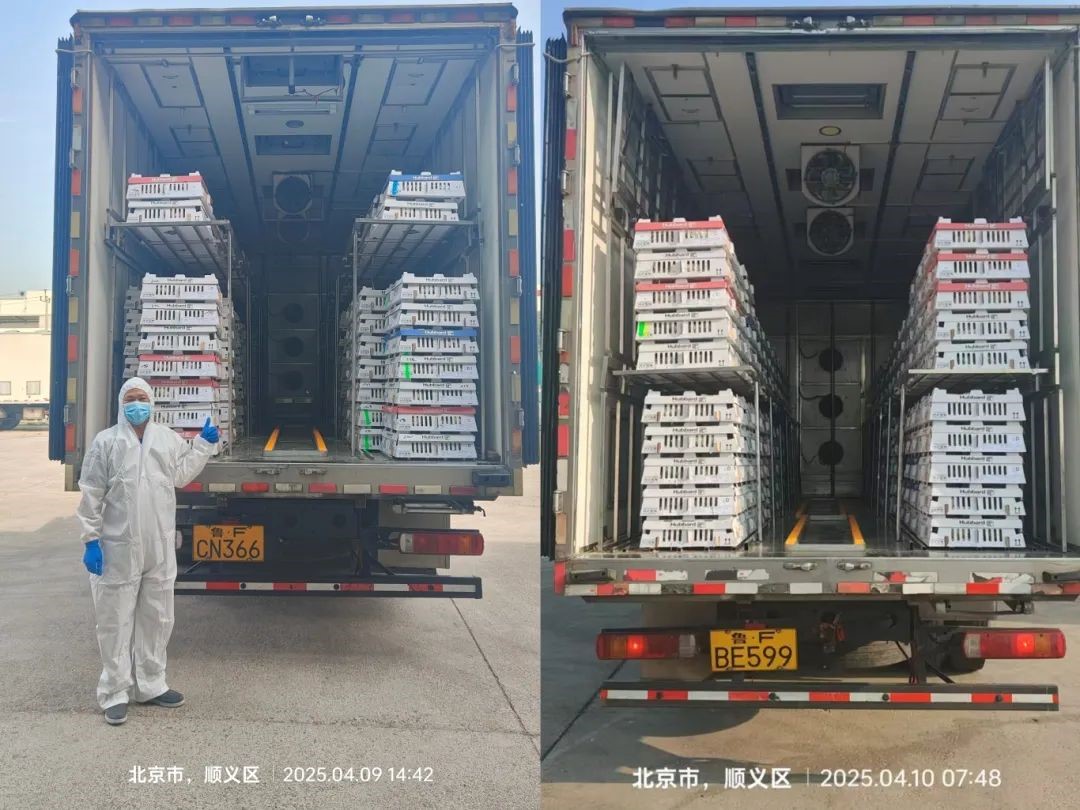 【引种】引种先锋肩负起保障粮食安全的重任——益生股份第三批祖代鸡顺利引进